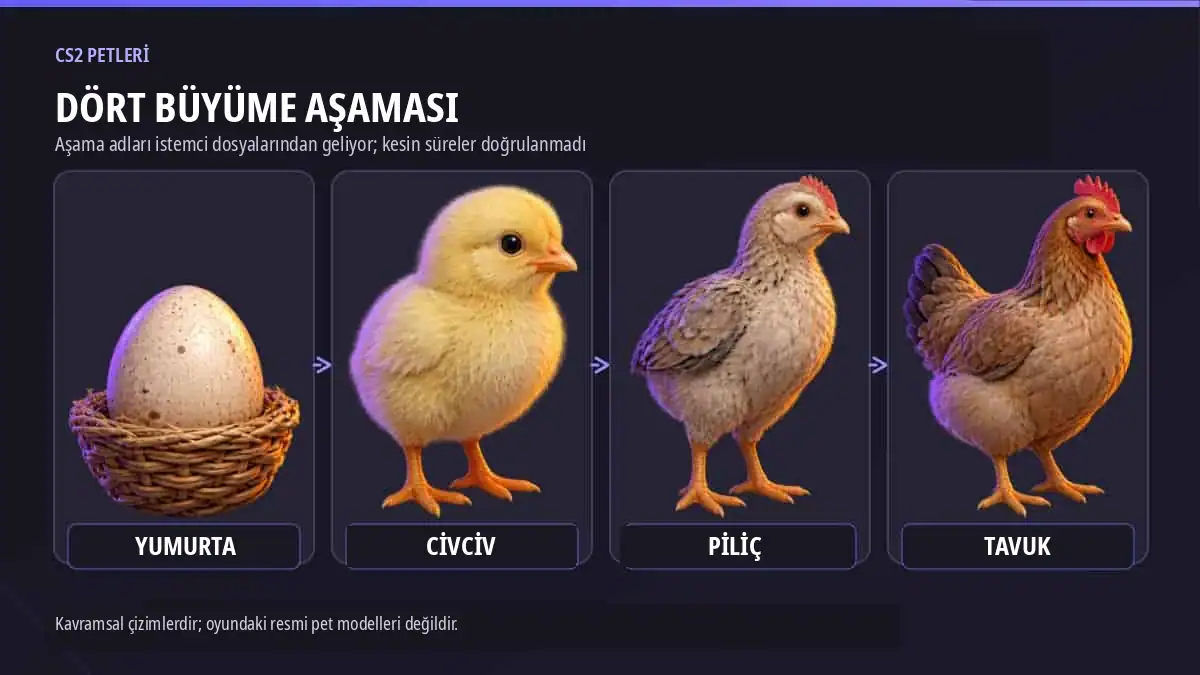 CS2 dosyalarında açıklanan Yumurta, Civciv, Piliç ve Tavuk büyüme aşamalarının kavramsal çizimleri