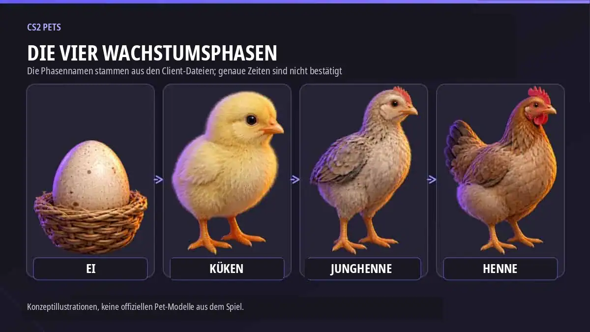 Konzeptillustrationen der in den CS2-Dateien beschriebenen Wachstumsphasen Ei, Küken, Junghenne und Henne