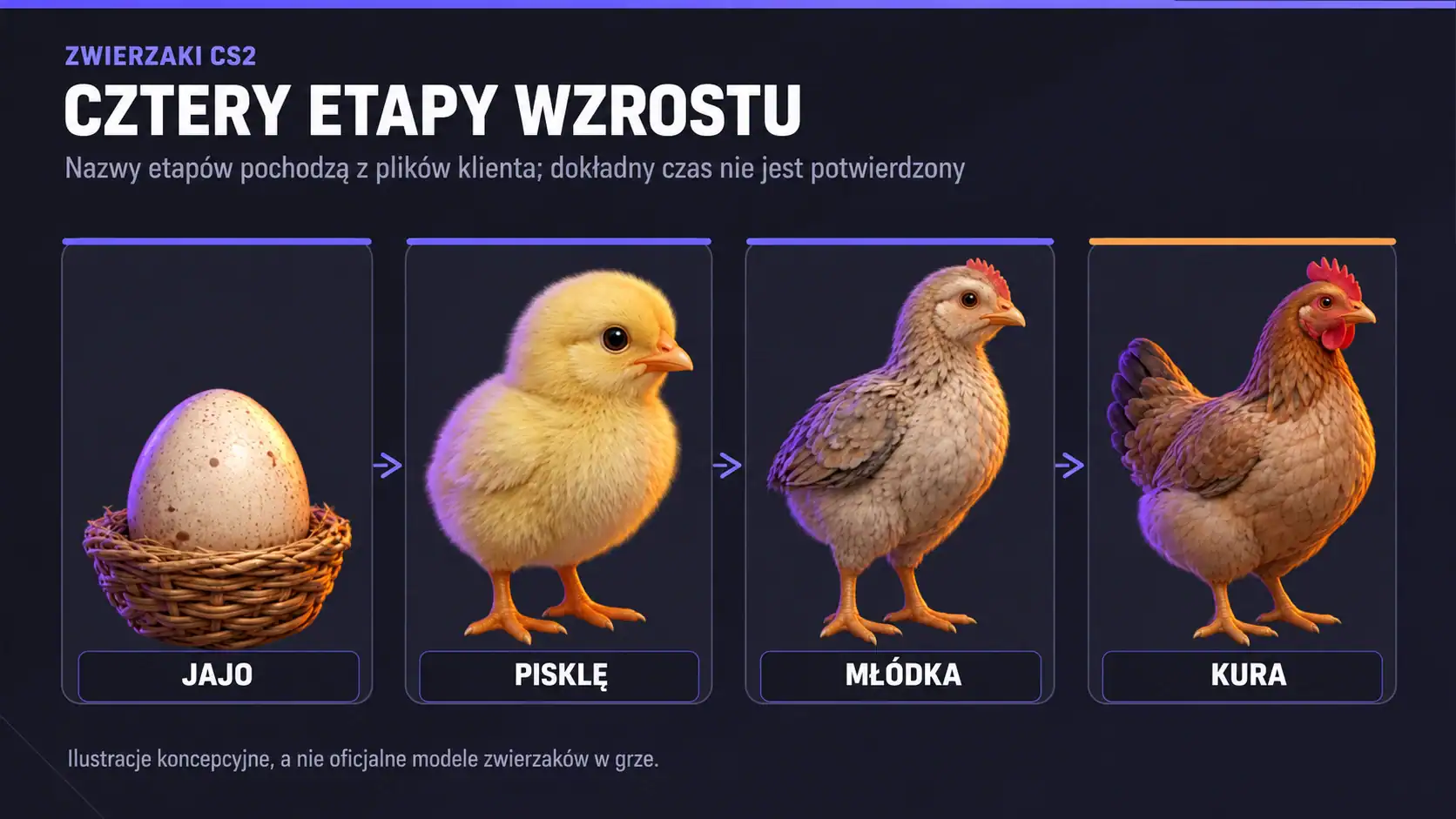 Koncepcyjne ilustracje etapów wzrostu Jajo, Pisklę, Młódka i Kura opisanych w plikach CS2